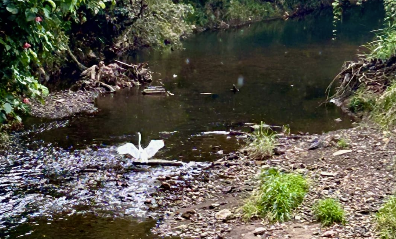 Denuncian la tala del último bosque urbano de Cupey con la anuencia del alcalde de San Juan