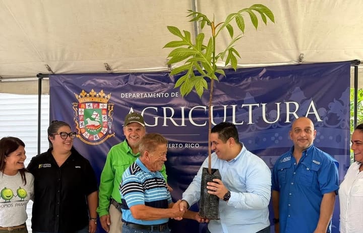 Nueva estrategia para el cultivo de pana apuesta a resultados concretos y sostenibles